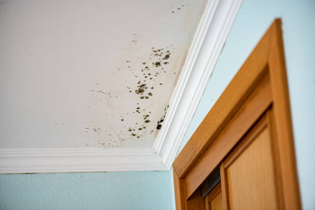 Forensic Mold Investigation in Riverton, IL